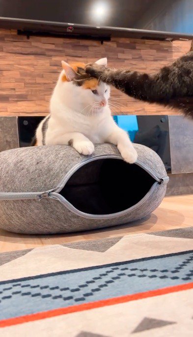 三毛猫の頭に前足を乗せるキジトラ猫