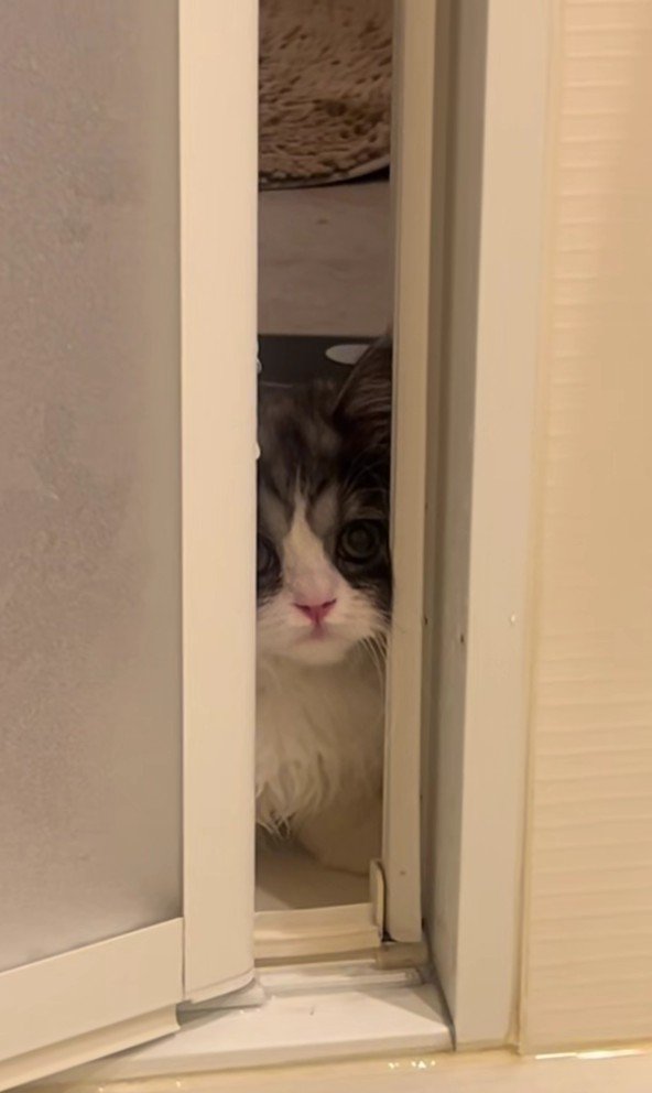 ドアの隙間から見える猫