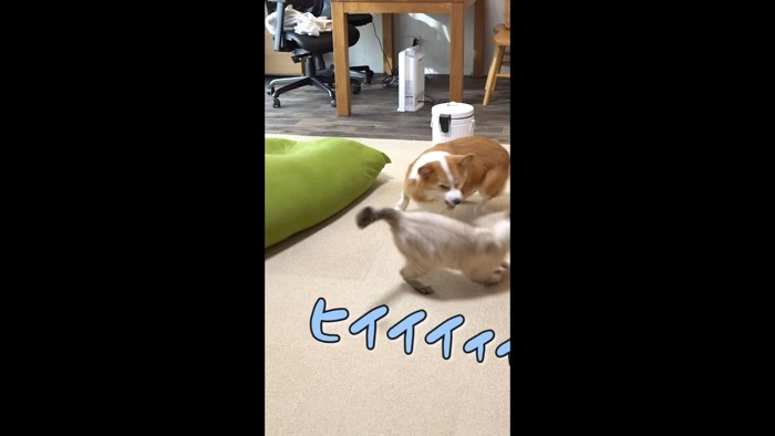 ヒイイイィィ