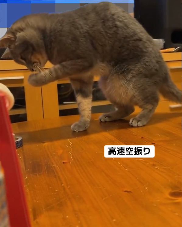 テープを倒す猫