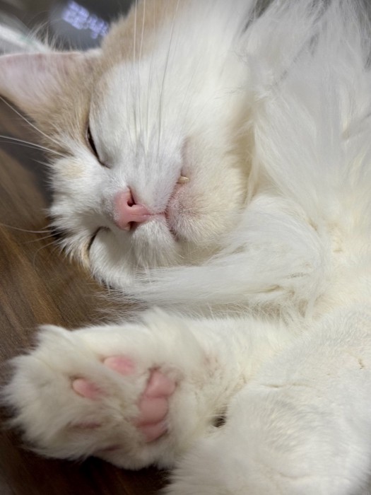 眠っている猫の肉球