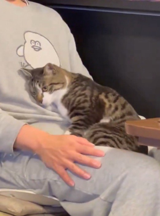 飼い主の膝でくつろぐ猫