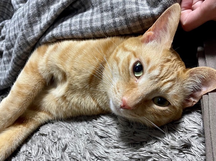 こたつから顔を出す猫