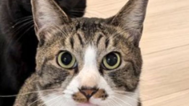 黒猫とキジ白猫のツーショット写真