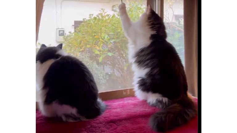 ニャルソックしていた猫たち