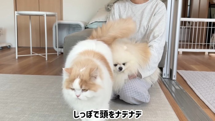 しっぽで頭をナデナデ