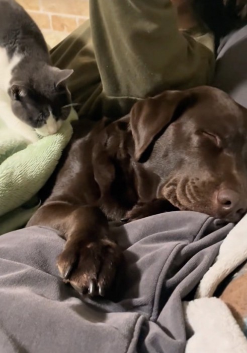 眠る犬とマッサージ中の猫