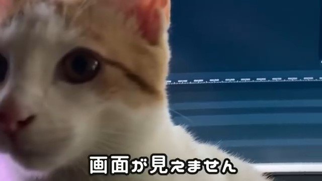 パソコン画面の前の猫