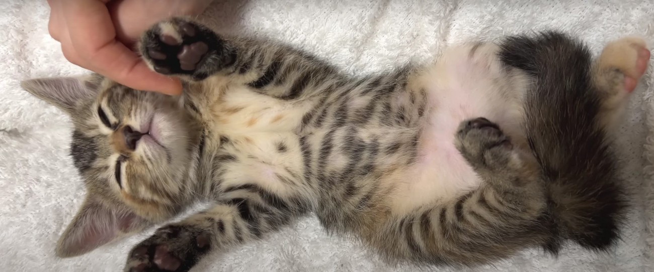 膝の上で寝ている子猫