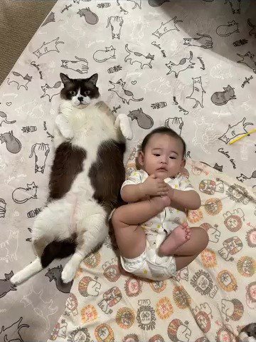 仰向けの猫と赤ちゃん