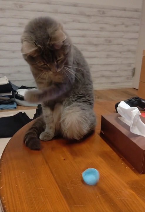 左手を引っ込める猫