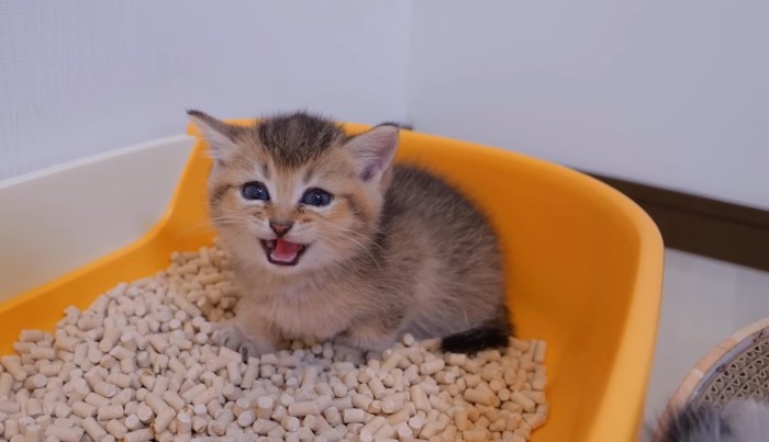 トイレをする子猫