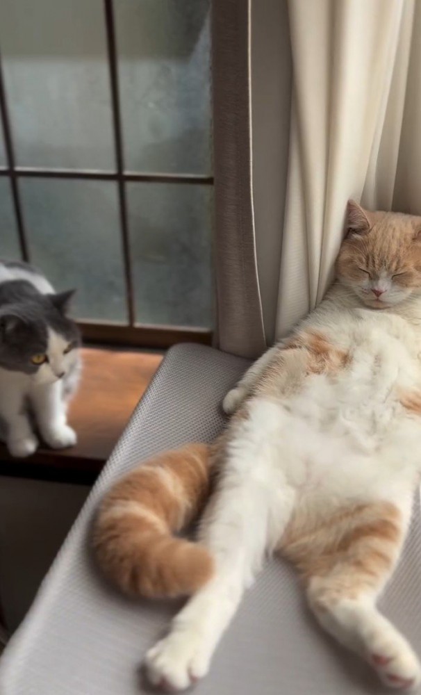 左端から白グレー猫が近づく写真1