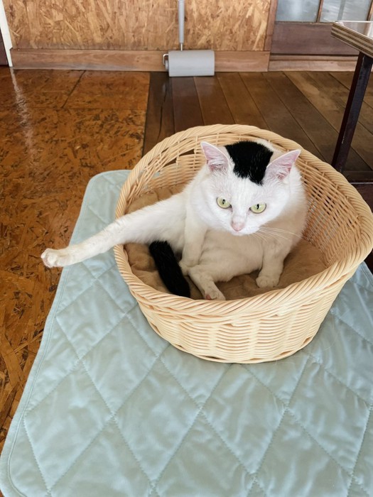 カゴの中で足を伸ばしてくつろぐ白黒猫