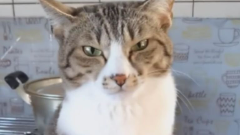 キッチンにいる猫