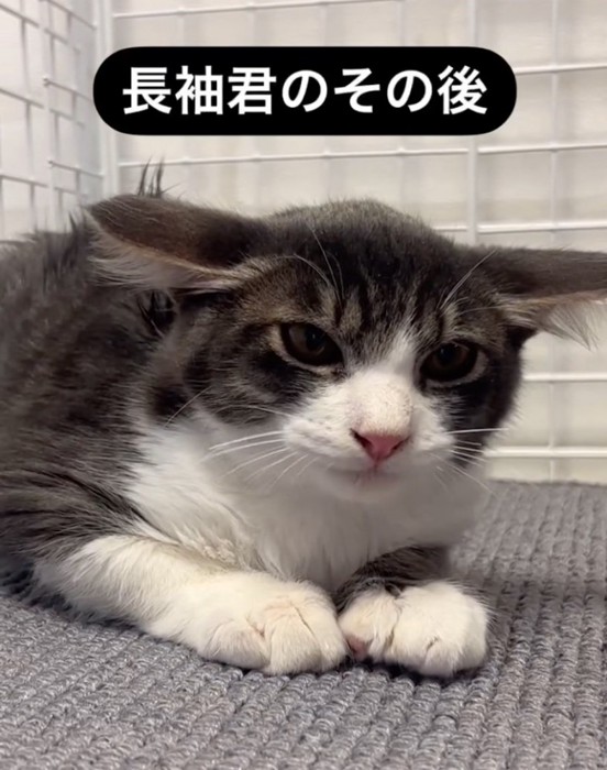 警戒する猫