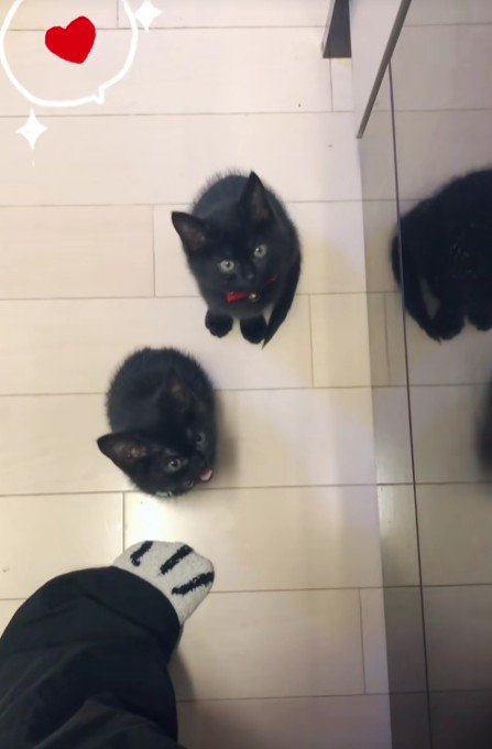 2匹の黒猫
