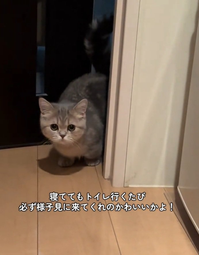 上目遣いをする猫