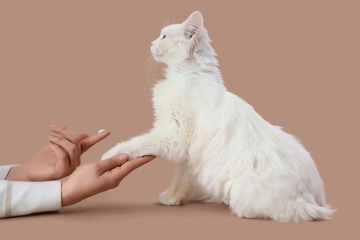クリームをのせた人の指と飼い主と手をつなぐ猫
