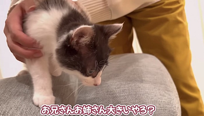 保護されている子猫