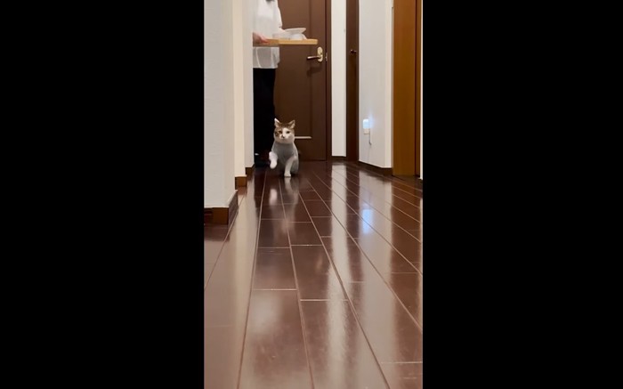 キッチンから出てきたエースくん