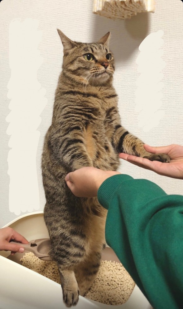 手を支えながらトイレをするメルちゃん