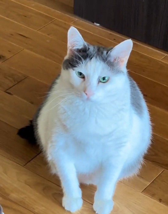 座っているおでんちゃん