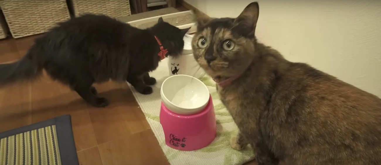 サーモンを探す猫たち