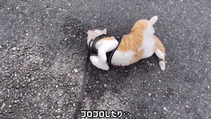 道路で寝転がる猫