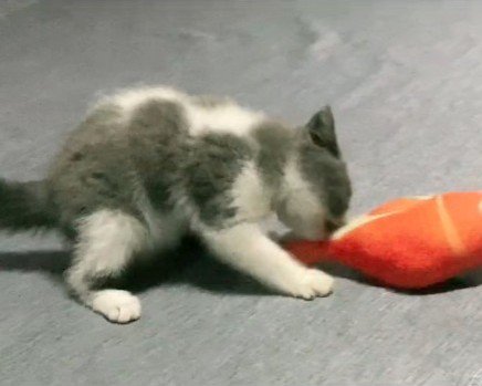 おもちゃで遊ぶ子猫