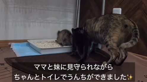 トイレをしている子猫に顔を近づける子猫と母猫