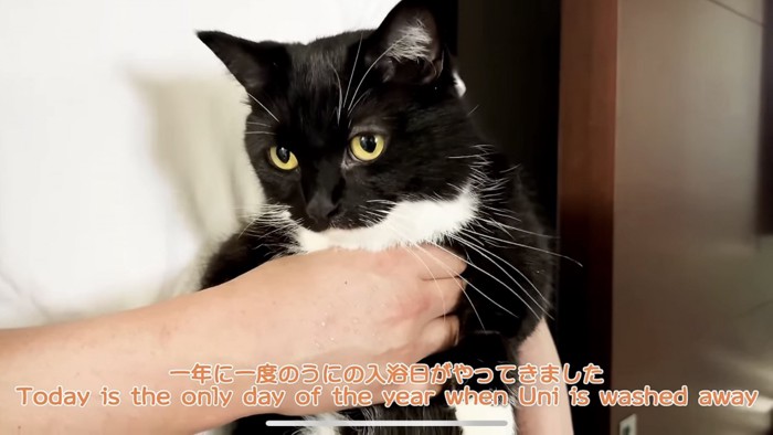 「一年に一度の...」のテロップ写真