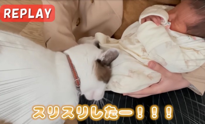 顔をすり寄せる猫