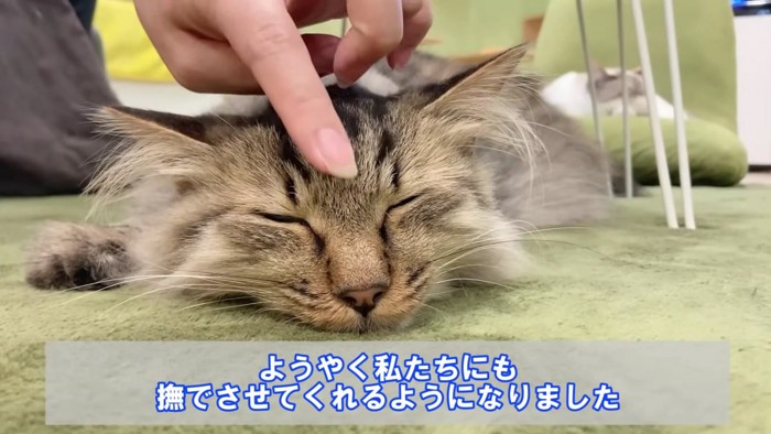 なでられる猫