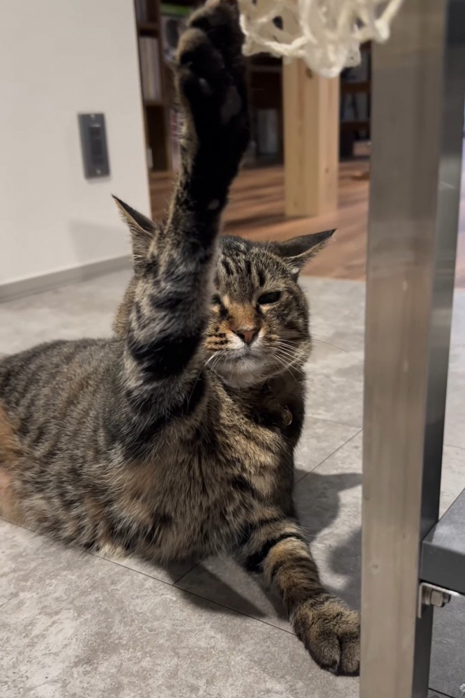 爪を引っかけて目を細める猫