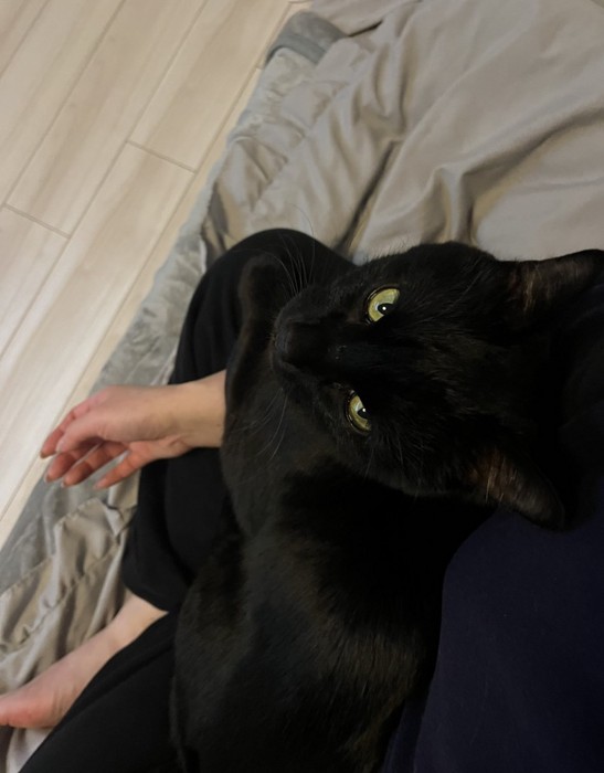 膝に乗る猫