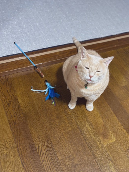 おもちゃを持ってきて隣に座り込む猫