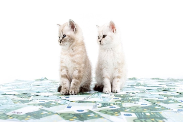 札束の上に座る2匹の子猫