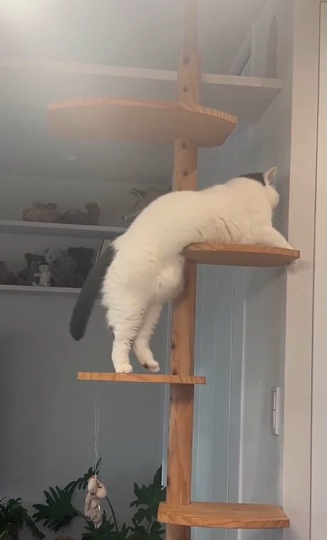 キャットタワーにいるカツヲくん