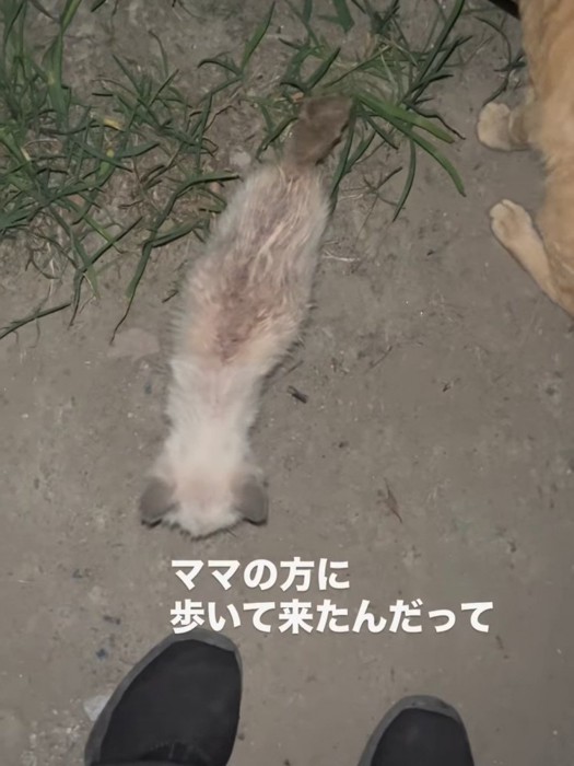 歩いてくる子猫