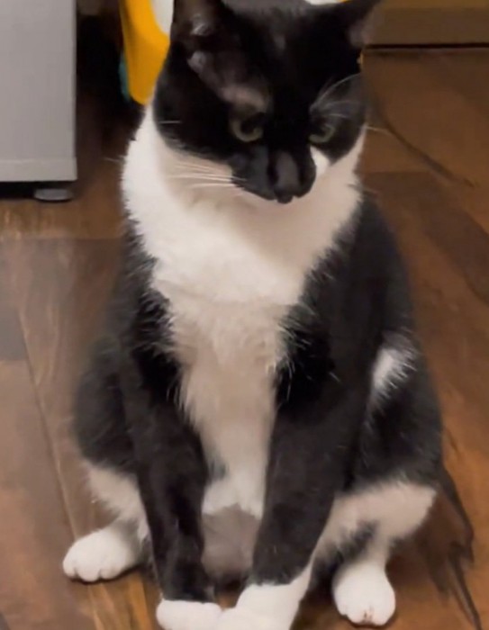 お相撲さんみたいな猫