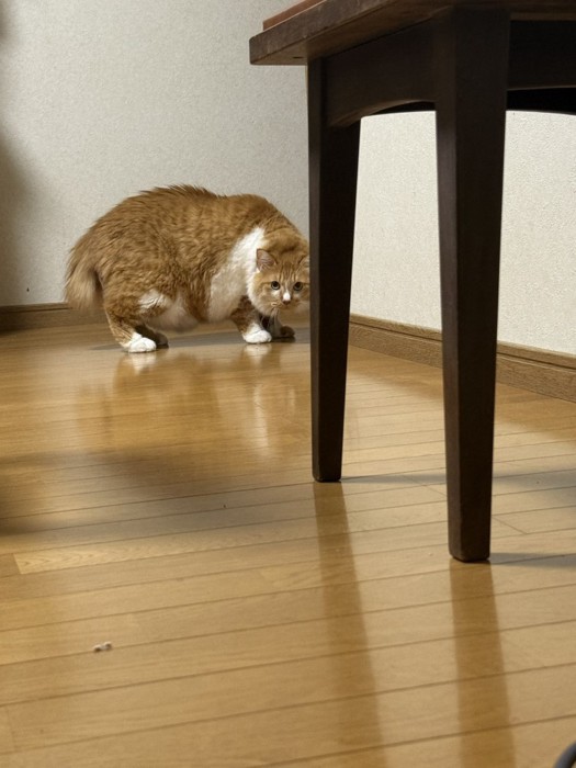部屋の奥にいる猫