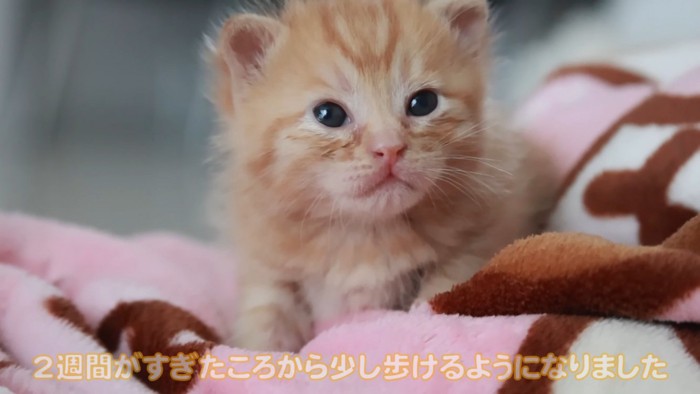 目が開いた赤ちゃん猫