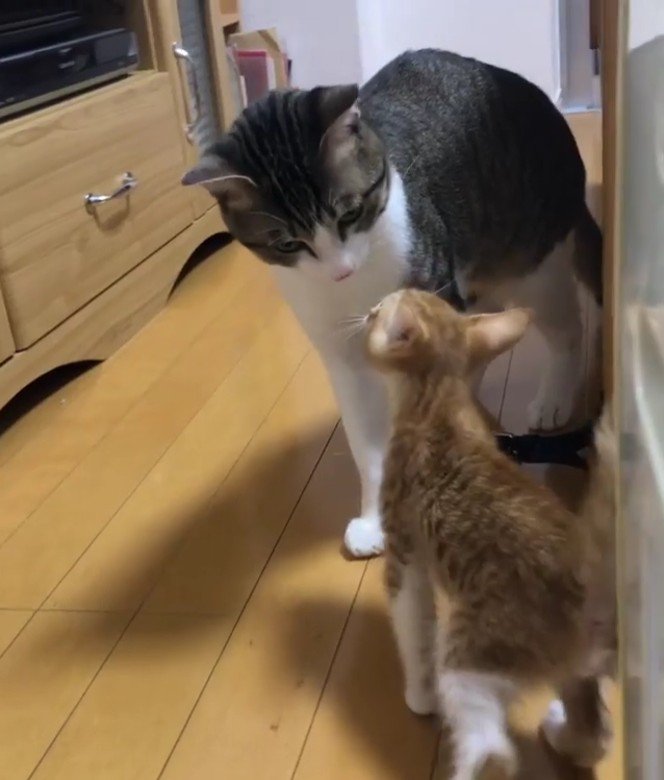 あいさつをしている大人の猫と子猫