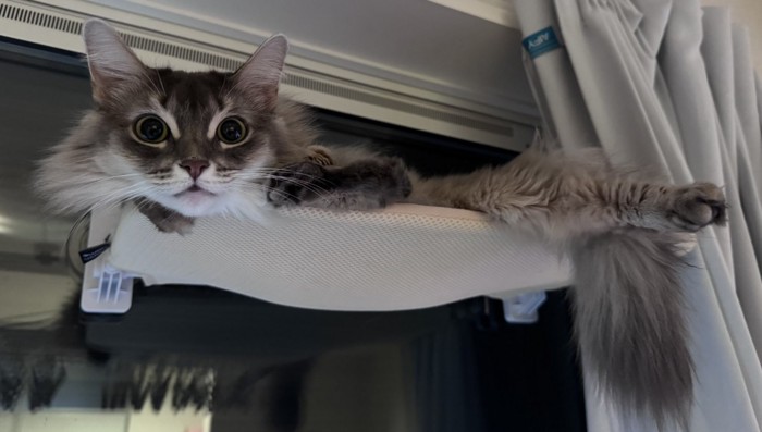 ハンモックに寝そべる猫