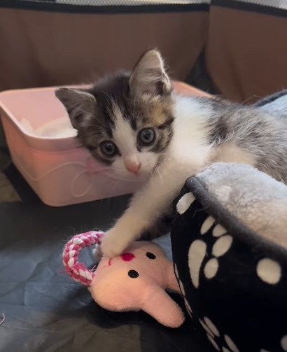 おもちゃにじゃれる子猫