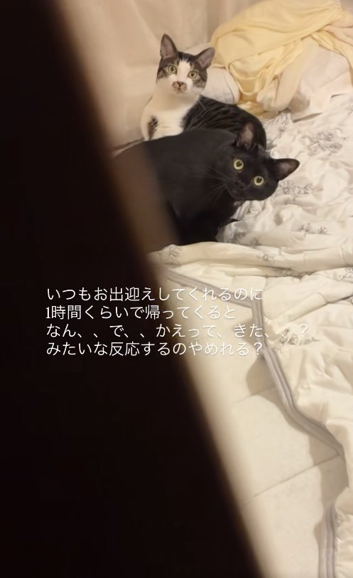 ドアの隙間からカメラを見つめる2匹の猫(ややアップ)