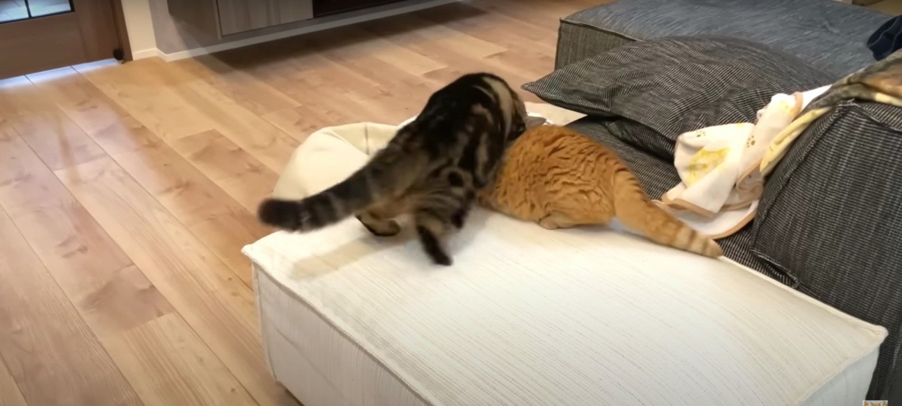 喧嘩をしている2匹の猫