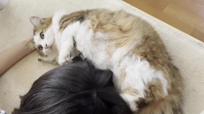 寝ころんだ長毛猫