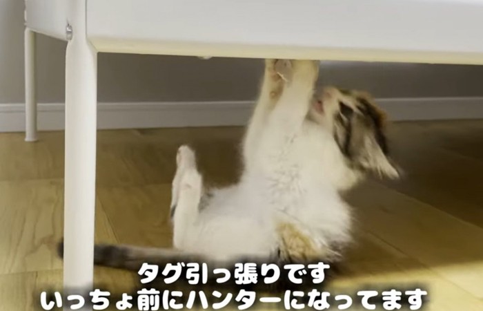 横向きでタグにぶら下がり足を上げる子猫